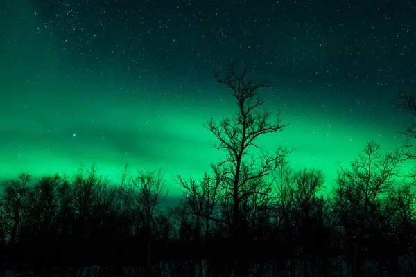 Nordlichter in Schweden (Polarlichter)) — Stockfoto