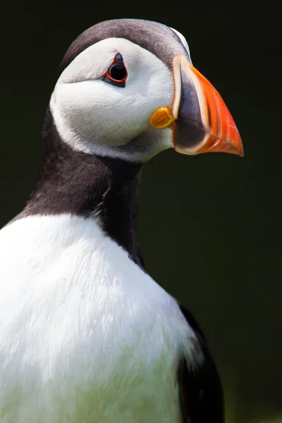 Atlantische papegaaiduikers in IJsland Rechtenvrije Stockfoto's