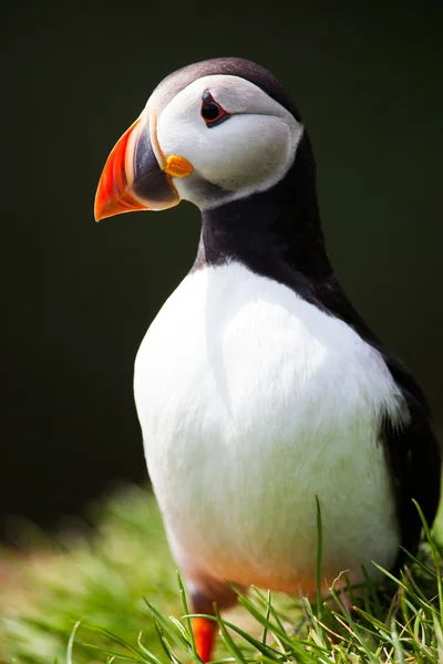 Atlantische papegaaiduikers in IJsland Stockafbeelding