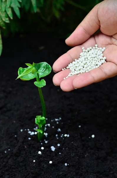 Närbild på gödsling en ung planta — Stockfoto