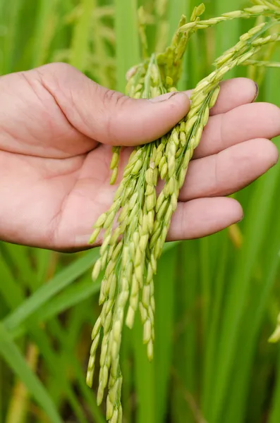 Main de fermier avec graines de riz au jasmin — Photo