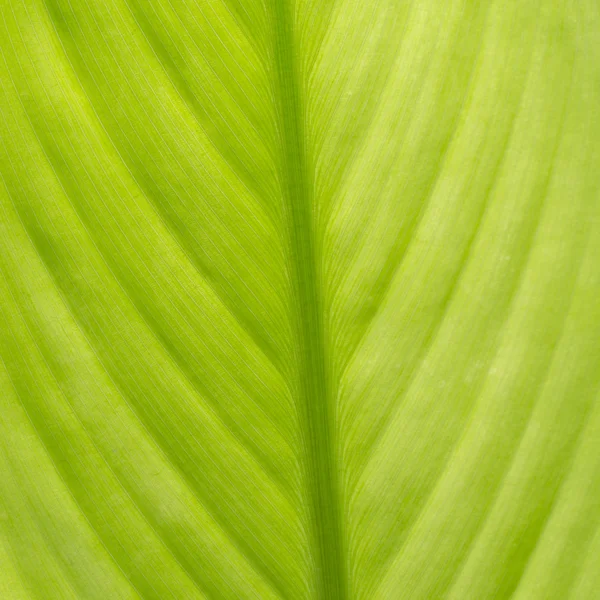 Feuille verte comme fond — Photo