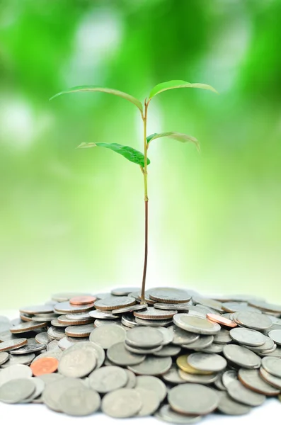 Árbol creciendo en dinero — Foto de Stock