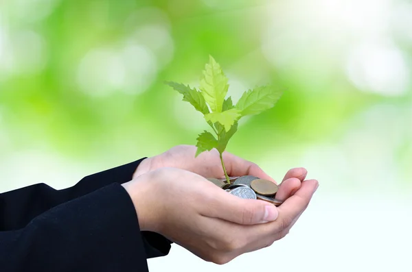 Palms with a tree growing from pile of coins — Stock Photo, Image