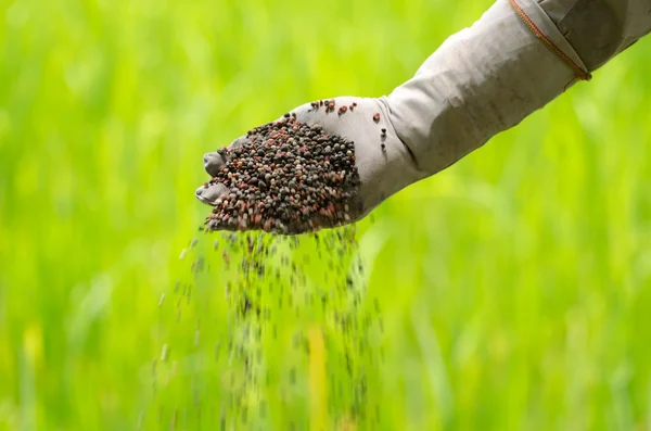 Fertilizante vegetal na mão do agricultor — Fotografia de Stock