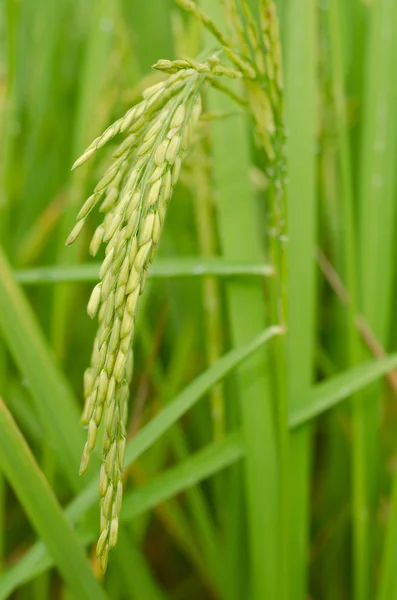 Zamknij do materiału siewnego ryżu jaśmin Zielona — Zdjęcie stockowe