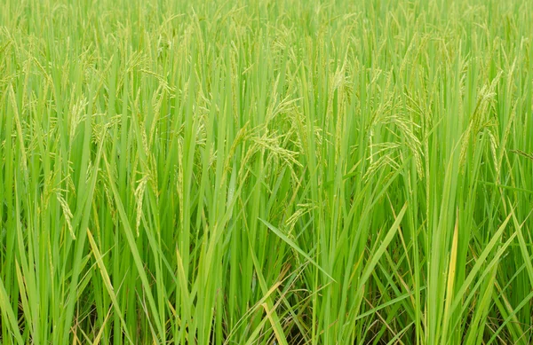 Seed of green jasmine rice — Stock Photo, Image