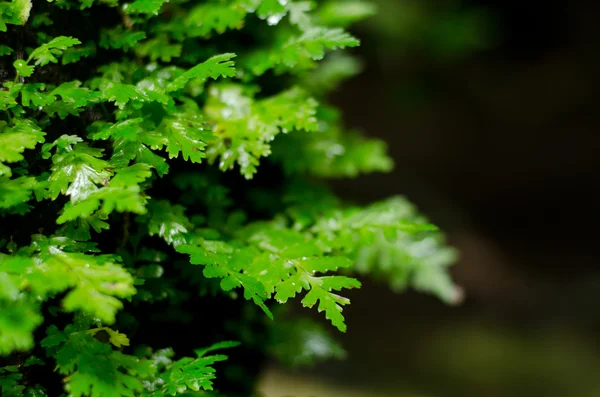 植物环境的瀑布 — 图库照片