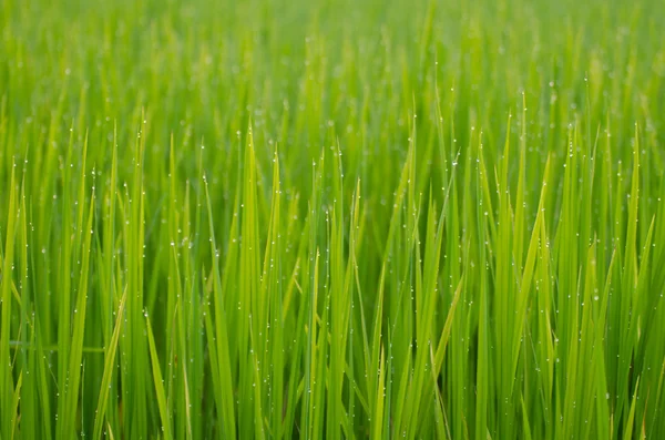 Cultivo de arroz Jasmim na hora da manhã — Fotografia de Stock