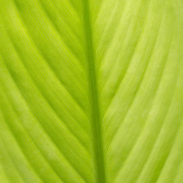 Green leaf as background Stock Picture