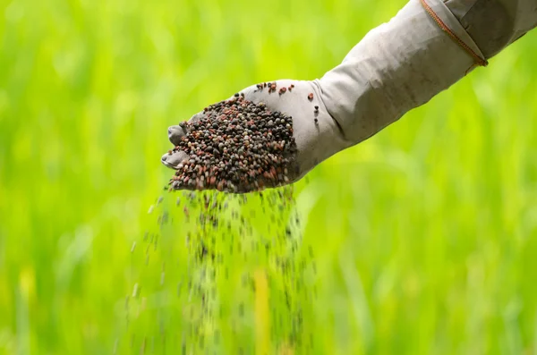 Plant fertilizer on farmer hand Stock Image