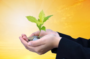 ağaç sikke yığını gelişen