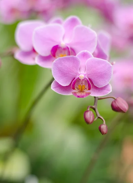 Orquídea de Farland rosa (Warin Falanenopsis ) — Fotografia de Stock