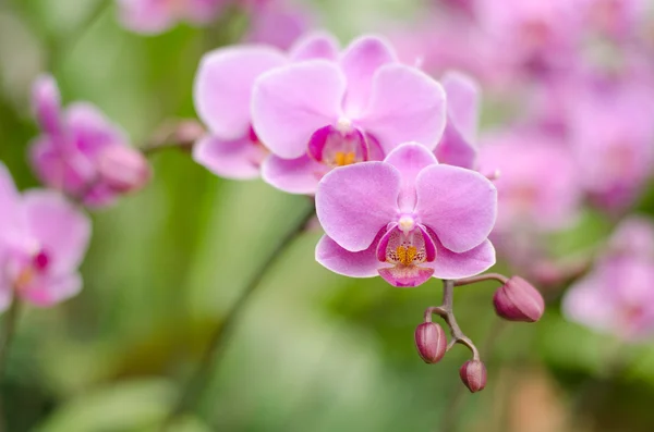 핑크 파 난초 (바 린 Falanenopsis) — 스톡 사진