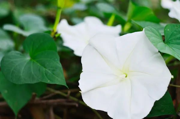 Moonflower (Ipomoea alba L.) — стокове фото