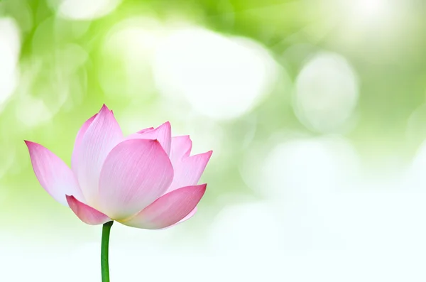 Pink lotus(Nelumbo nuclfera Gaertn) flower isolated with green b — Stock Photo, Image