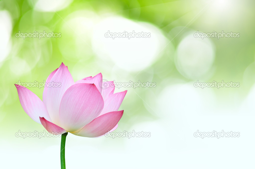 Pink lotus(Nelumbo nuclfera Gaertn) flower isolated with green b