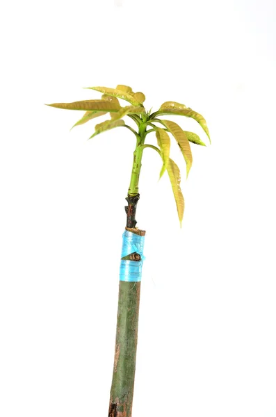 Plant topworking plant teeltmateriaal — Stockfoto