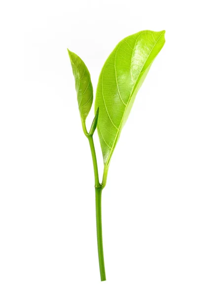 Eudicots, Eudicotidae plant Leaves (Jack fruit tree) — Stock Photo, Image