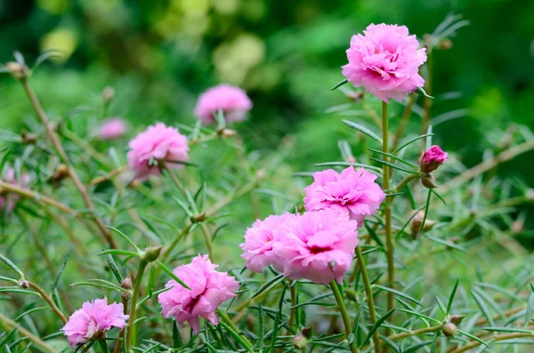 Common Purslane Pink Flowers — Stock Photo, Image