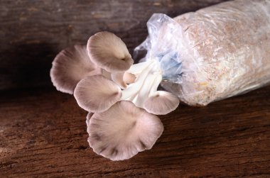 Hint istiridye, phoenix mantar, akciğer istiridye ahşap zemin üzerinde