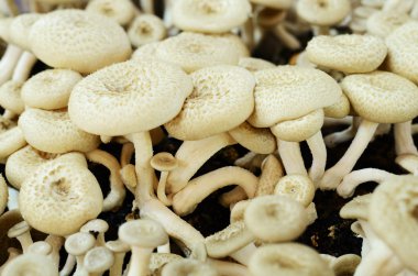 Mantar (Lentinus squarrosulas Mont.)