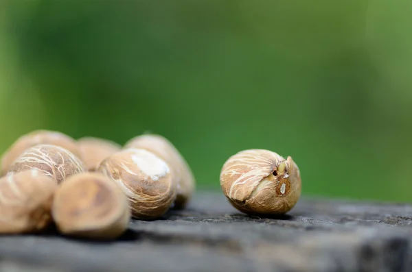 Babies Chestnut seed for plantation — Stock Photo, Image