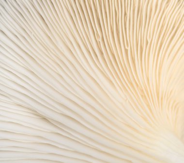 mantar çizgi doku arka plan