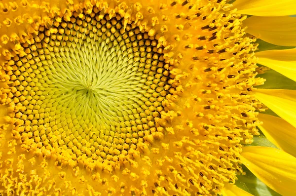Sunflower with Macro shot — Stock Photo, Image
