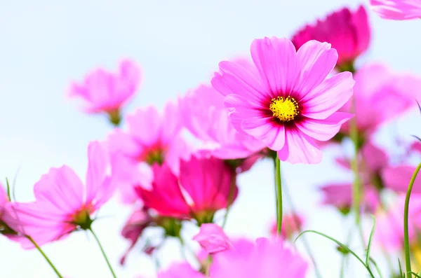 Roze bloemen over blauwe hemel — Stockfoto