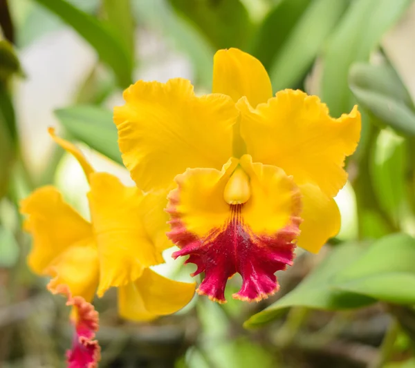 Велика рогата жовта квітка орхідеї — стокове фото