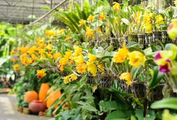 Flor amarela da orquídea de cattleya — Fotografia de Stock