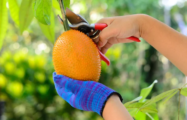 Hombre cosechando fruta gac —  Fotos de Stock