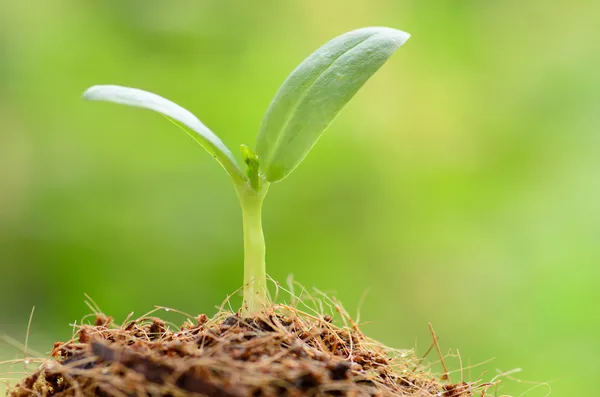 Planta joven sobre fondo verde y comenzando a crecer para peop —  Fotos de Stock