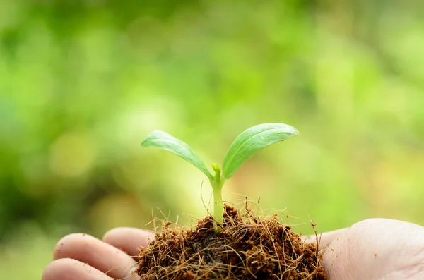 Planta joven en mano masculina con pila de suelo orgánico sobre respaldo verde —  Fotos de Stock