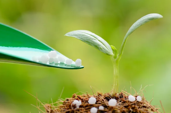 Подача хімічних (Urea) добрив молодій рослині над зеленою спиною — стокове фото