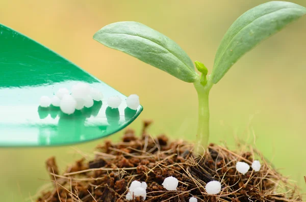 Предоставление химических удобрений молодому растению на зеленой спине — стоковое фото