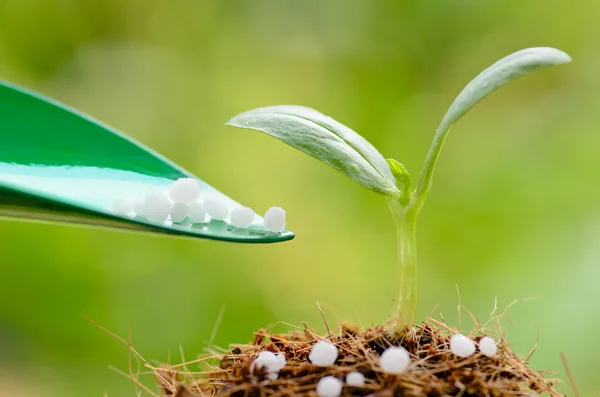 Giving chemical (Urea) fertilizer to young plant over green back Royalty Free Stock Photos