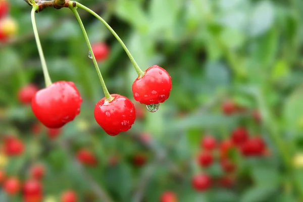 Cerezas con gotitas sobre fondo verde — Foto de Stock