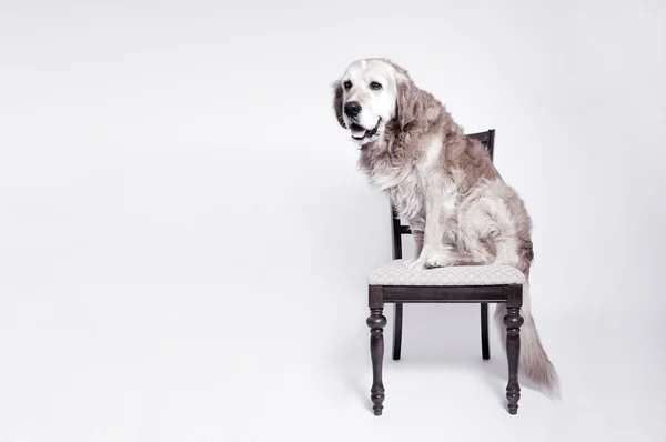 sandalyede oturan bir köpek