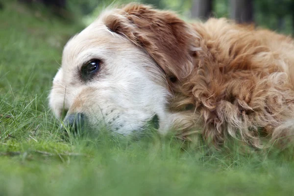 躺在草地的金毛猎犬 — 图库照片