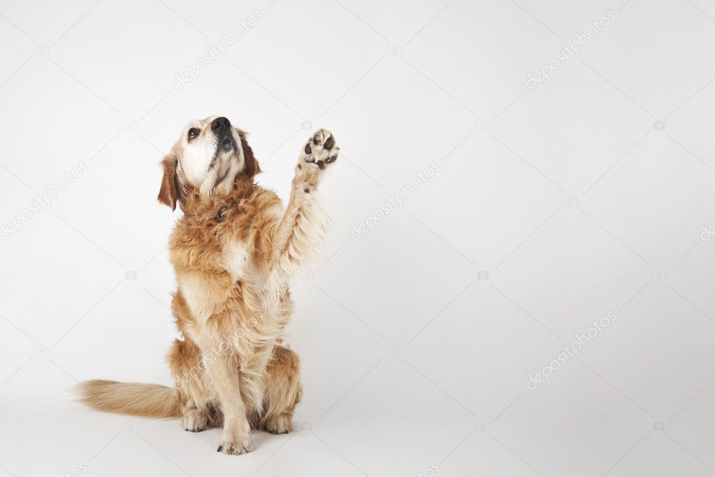 Golden retriever is sittng and greeting