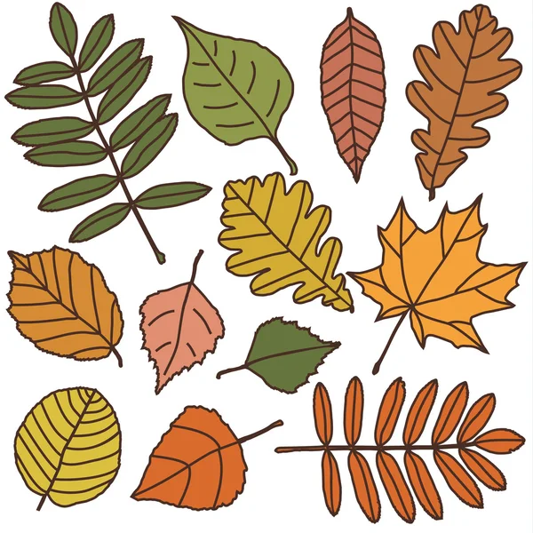 Sonbahar yaprakları belirlendi