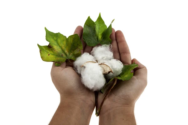 Fábrica de algodão em duas mãos — Fotografia de Stock