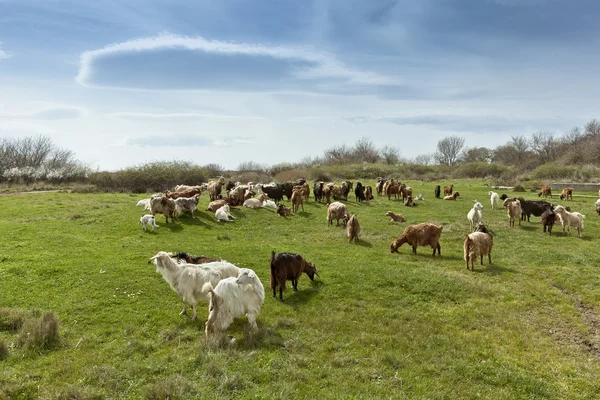 群山羊在农村 — 图库照片