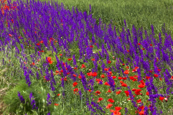 Zelené pole lillies a štěňata — Stock fotografie
