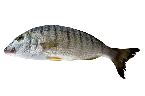 Lithognathus mormyruson Fische isoliert, auf weißem Hintergrund. — Stockfoto