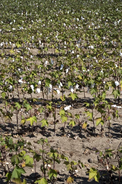 A ripe cotton field — Stock Photo, Image