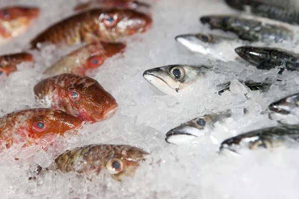 Fresh fishes on ice — Stock Photo, Image