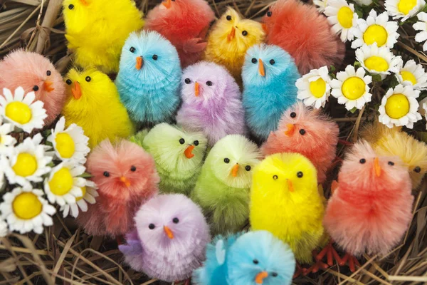 Colorful easter chickens